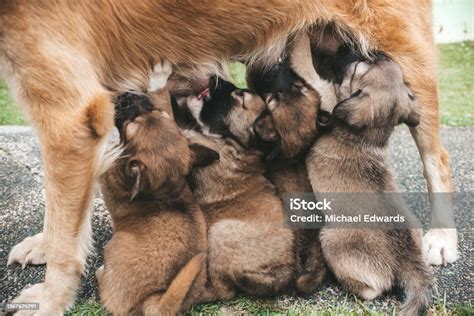 Foto de cachorros mamando de su madre para ilustrar la lactancia natural