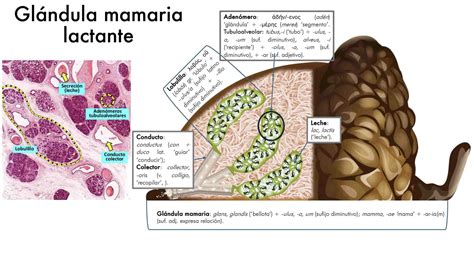 Esquema de las glándulas mamarias de una perra con mastitis para ilustrar la inflamación