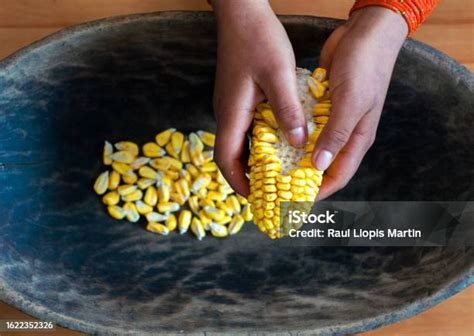 Manos desgranando habas verdes