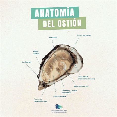 Esquema detallado del corte horizontal de un ostión para su uso en piezas de sushi