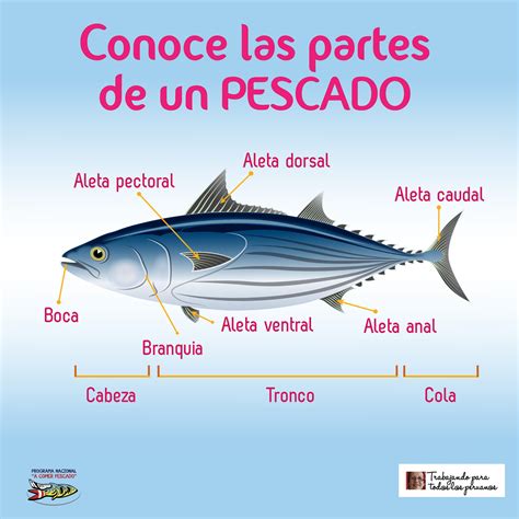 Esquema de las partes de un pescado ideal para freír y corte adecuado para lograr una cocción uniforme.