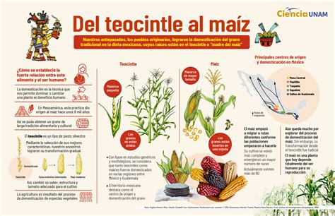 Esquema comparativo entre la estructura de la espiga del teocintle y la mazorca del maíz moderno.