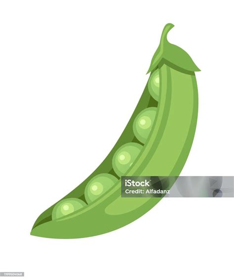 Ilustración de porotos verdes frescos en su vaina