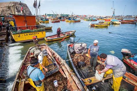 Pescadores artesanales descargando su pesca del día en Chile