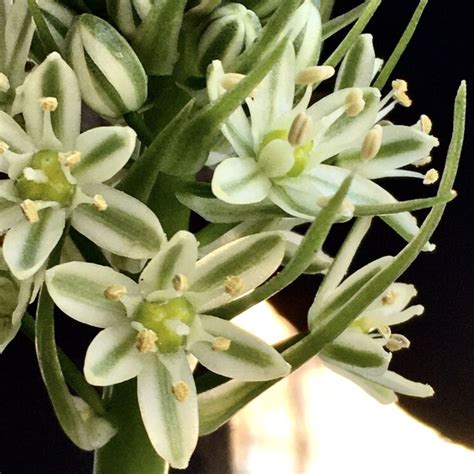 Ilustración de la Albuca bracteata con su bulbo y hojas distintivas