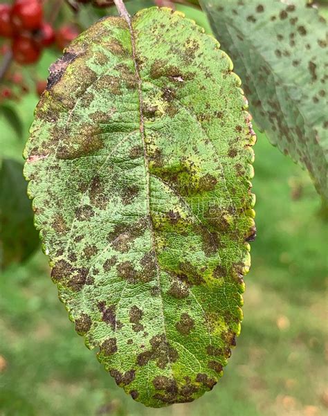 Manchas de sarna en hojas y frutos de manzano