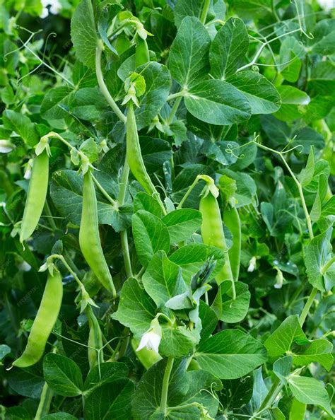 Esquema de la planta de guisante (Pisum sativum) mostrando vainas, hojas y zarcillos.