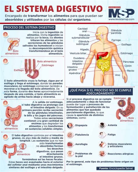infografía sobre el sistema digestivo humano y puntos críticos de fermentación alimentaria