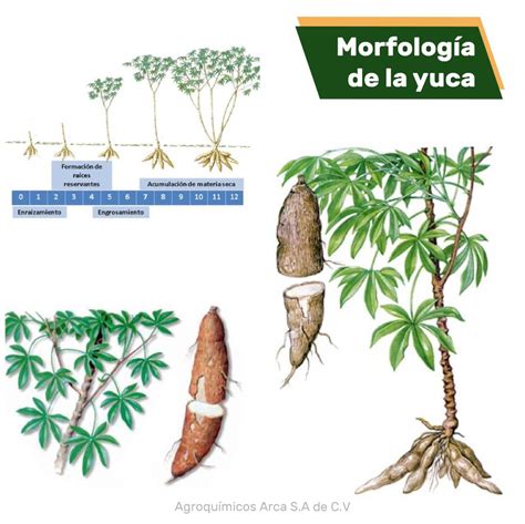 Ilustración de una planta de yuca y sus tubérculos, con un mapa mostrando su origen y distribución.