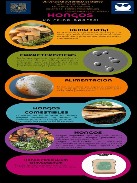 Campo con setas boletus y loyos, infografía sobre sus características