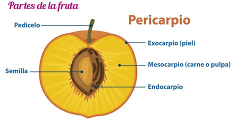 Esquema del desarrollo del fruto de la nuez, mostrando el involucro y la cáscara