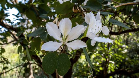 Ilustración de la planta Bauhinia Variegata o Pata de Vaca con sus hojas y flores
