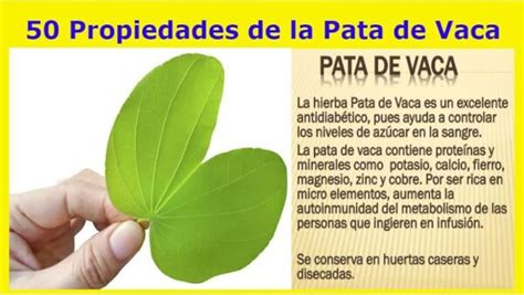 Infografía sobre los beneficios de la Pata de Vaca para la salud, especialmente para la diabetes