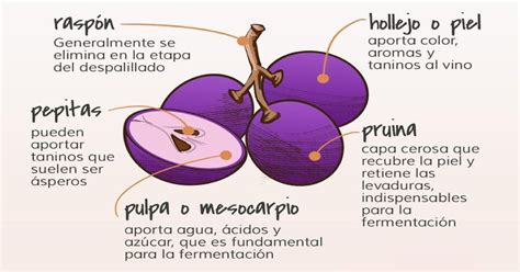 Esquema anatómico del membrillo: piel, pulpa y semillas, destacando sus componentes nutricionales clave como pectinas y potasio.