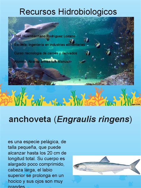 Esquema de un hatchery modular para recursos hidrobiológicos o vista aérea de la Caleta Cifuncho con instalaciones industriales