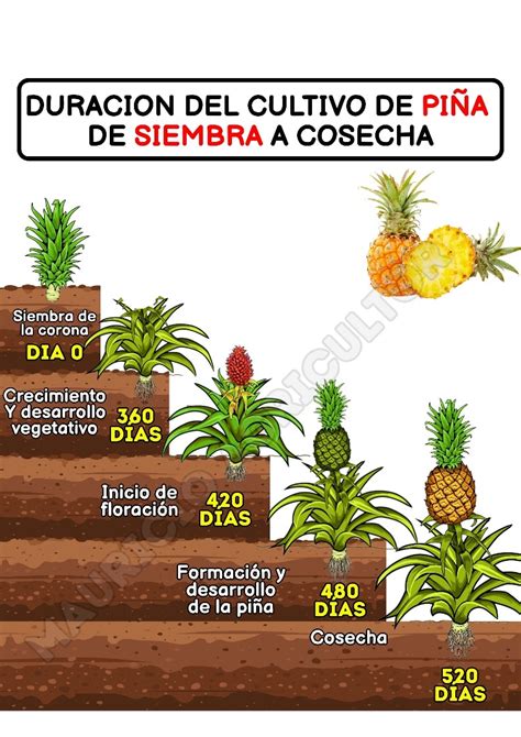 Gráfico comparativo del ciclo de vida de la piña, desde la siembra hasta la cosecha