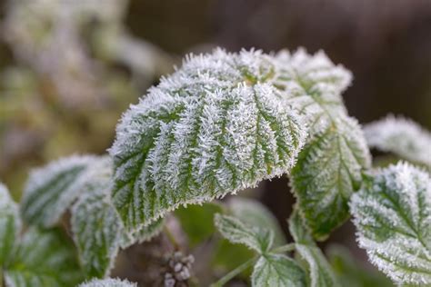 Foto de plantas con escarcha o dañadas por helada