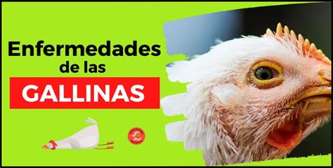 infografía sobre las consecuencias en la salud de las gallinas por la producción intensiva de huevos