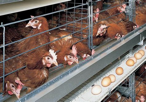 foto de gallinas en jaulas de batería con poco espacio