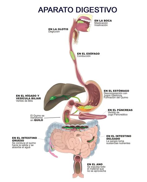 Infografía mostrando el proceso digestivo y cómo la fibra ayuda