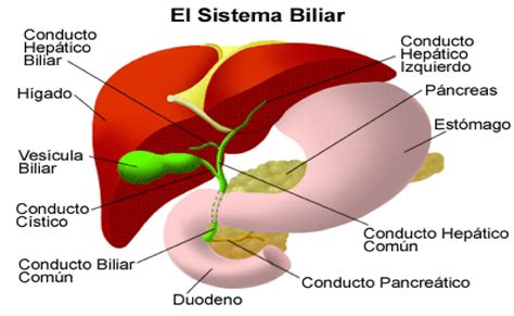 Esquema del sistema digestivo con la vesícula biliar resaltada y su conexión con el hígado y el duodeno