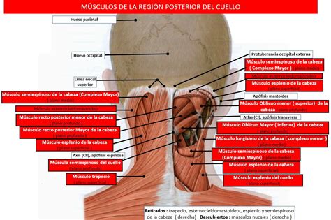 Diagrama de la anatomía del cuello mostrando la columna cervical y los músculos, con flechas indicando los rangos de movimiento.