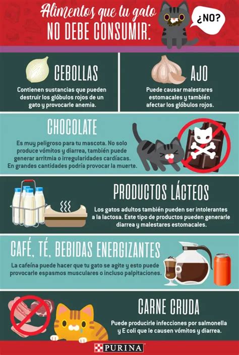 Infografía: alimentos seguros y peligrosos para gatos