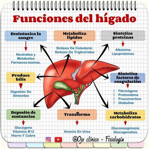 Esquema de las divisiones del hígado de Piacenza