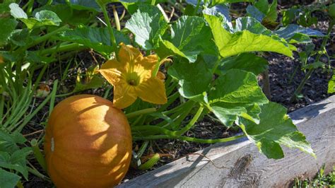 Planta decorativa con frutos que se asemejan a calabazas en miniatura