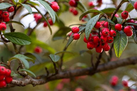 Manzano ornamental con frutos rojos y follaje otoñal