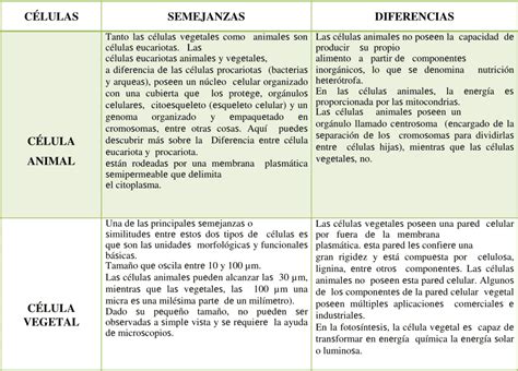 Tabla comparativa visual mostrando las diferencias entre una sincronizada, una gringa y una quesadilla