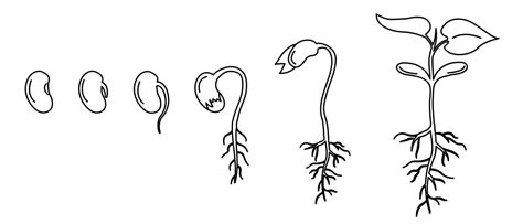 Esquema de las etapas de germinación de una semilla de poroto