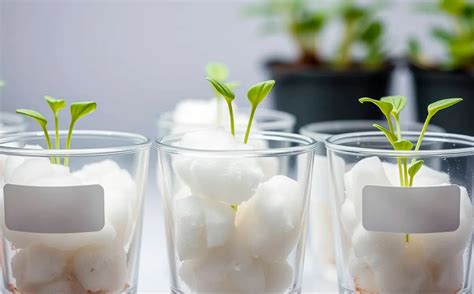 Fotografía de semillas de poroto germinando en algodón dentro de una compotera transparente