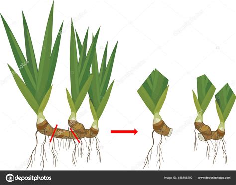 Diagrama mostrando la división de rizomas de esparraguera