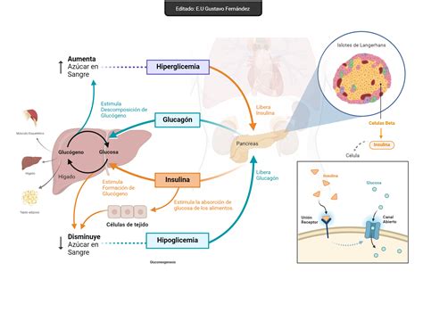 Esquema metabólico: diferencia entre el uso de glucosa y el uso de cetonas como fuente de energía principal.