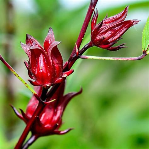 Flor de Jamaica (Hibiscus sabdariffa) fresca en planta