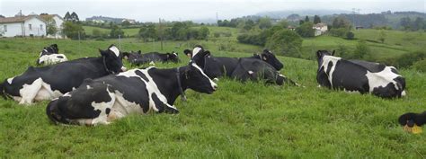 Esquema de vacas alimentadas con pasto en un entorno natural