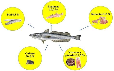 ilustracion de subproductos de pescado (visceras) listos para procesamiento