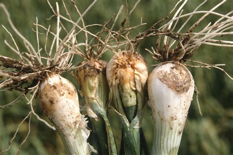 Esquema del daño causado por nematodos en las raíces de cebolla