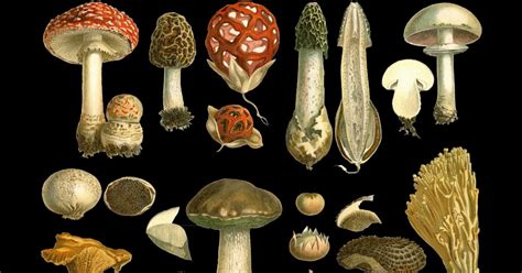 Infografía con imágenes de diferentes especies de hongos Psilocybe