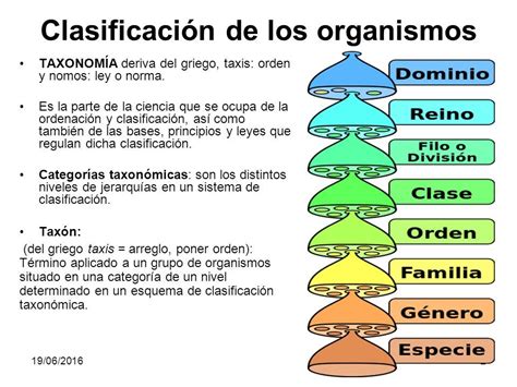 Esquema de la clasificación taxonómica de los merlúcidos