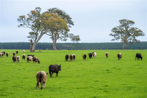 Campo de ganado pastando en una pradera rica en forraje