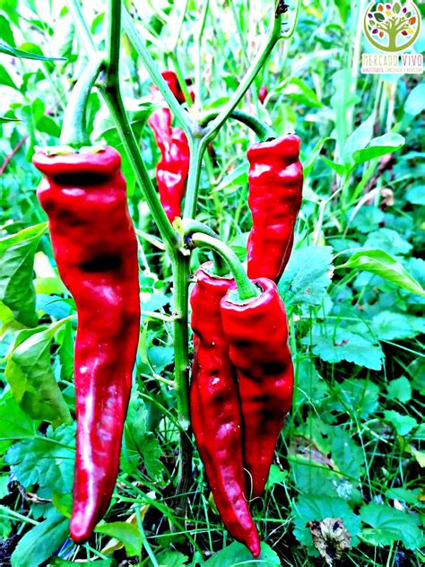 Ajíes Cacho de Cabra maduros en la planta