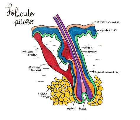 Esquema de un vello encarnado en el folículo piloso