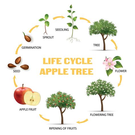 Infografía del ciclo de vida de la manzana