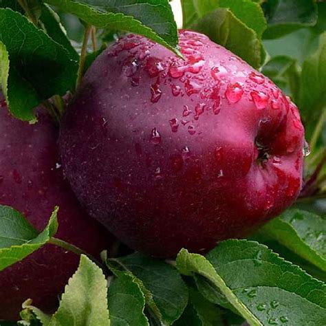 Imagen de rodajas de manzana Red Delicious mostrando el efecto del pardeamiento enzimático y la eficacia de películas activas con antioxidantes.