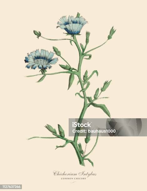 Ilustración botánica de la planta Cichorium intybus