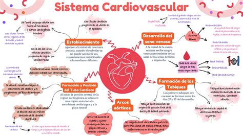 Esquema de la relación entre salud cardiovascular y cerebral
