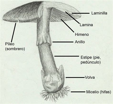 Esquema de las partes principales de un hongo (sombrero, tallo, láminas, volva, micelio)