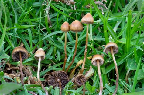 Imagen de diferentes tipos de Psilocybe Cubensis